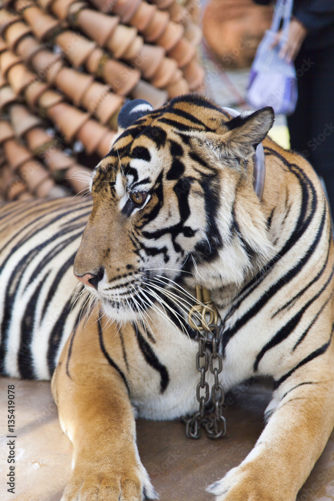 Obraz premium Beautiful striped tiger