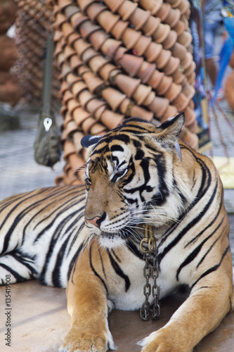 Fototapeta Naklejka Na Ścianę i Meble -  Beautiful striped tiger