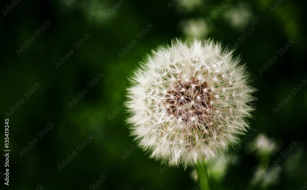 Obraz premium Spring background with fluffy dandelions, blurred image, selecti