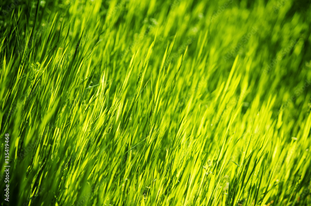Spring background with green grass, blurred image, selective foc Spring background with green grass, blurred image, selective foc
