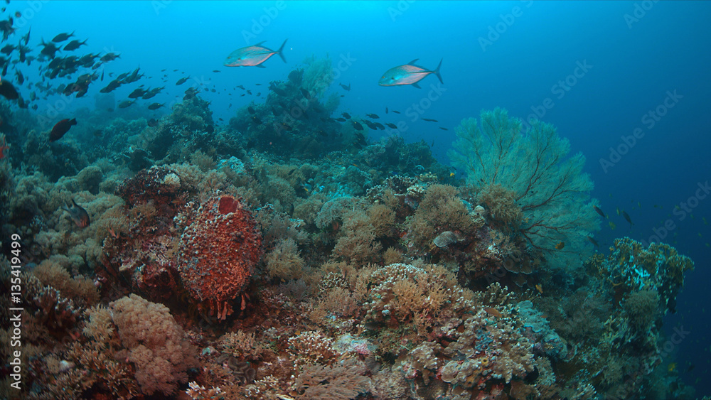 Colorful coral reef with healthy corals and plenty fish.