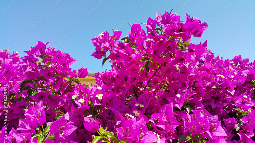 Bright flowers of bougainvillea