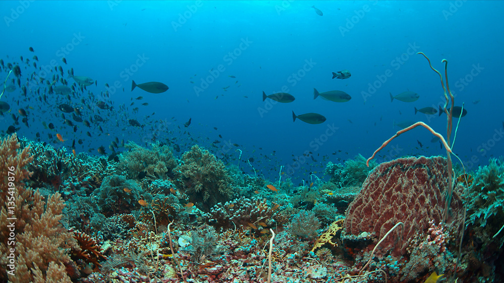 Obraz premium Colorful coral reef with healthy corals and plenty fish.