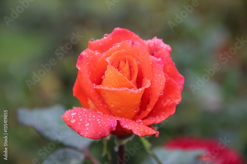 big rose peach color