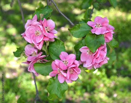 Flowers of an apple-tree of Nedzvetsky  Malus niedzwetzkyana Die