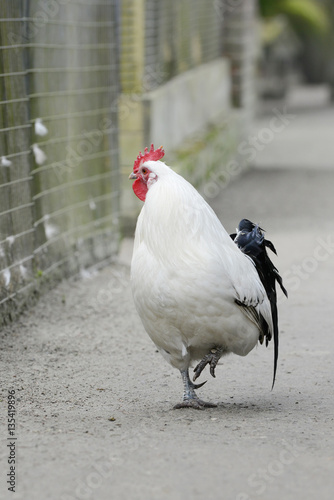  white hen running on the farm