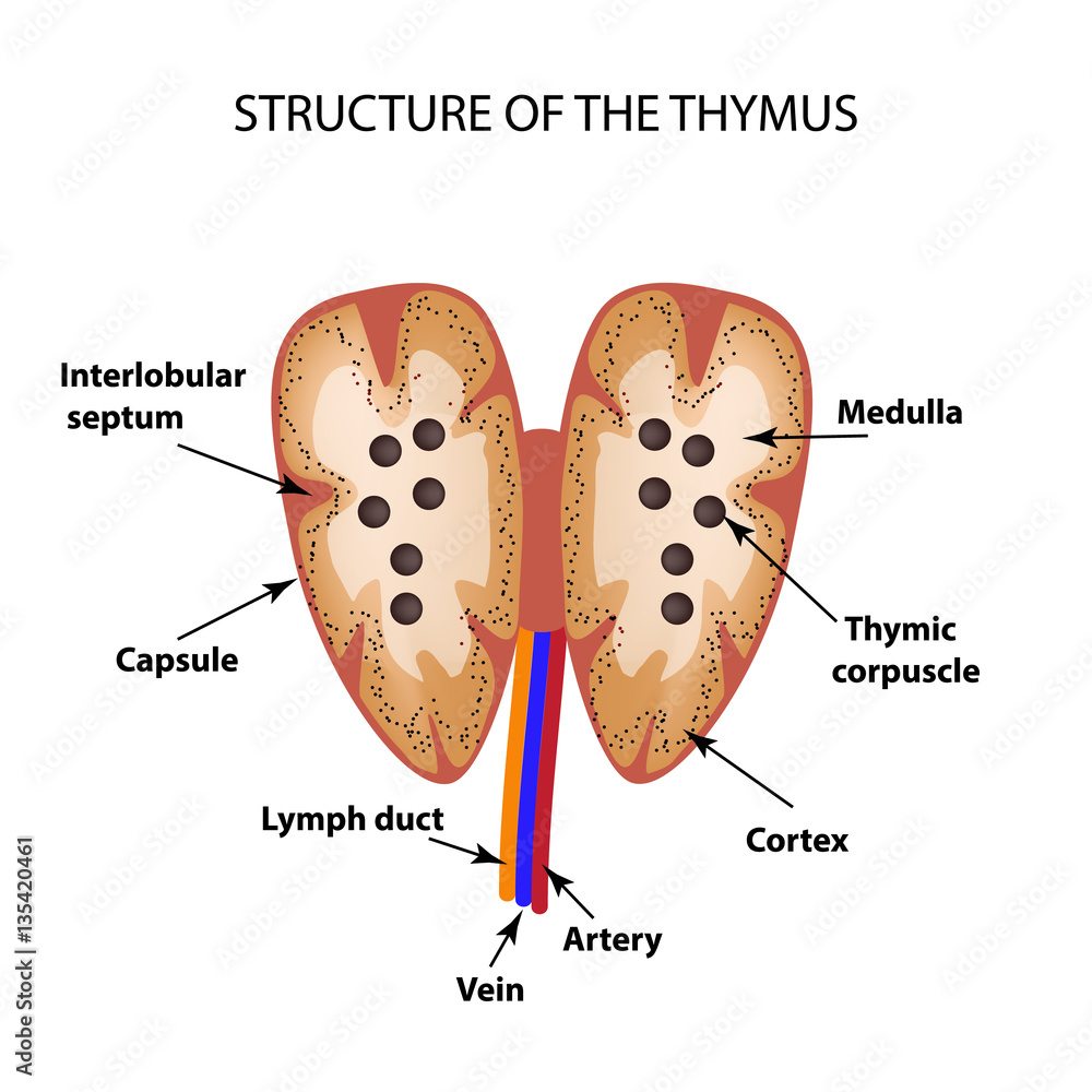 Structure of the thymus gland. Infographics. Vector illustration Stock
