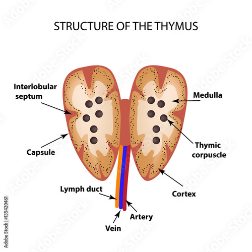 Structure of the thymus gland. Infographics. Vector illustration photo