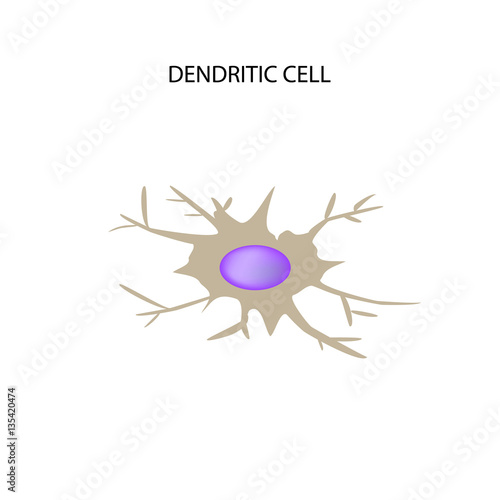 Dendritic cell immunity. Infographics. Vector illustration on isolated background
