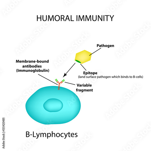 The humoral immunity. B lymphocytes. Antigen. Pathogen. Infographics. vector illustration photo