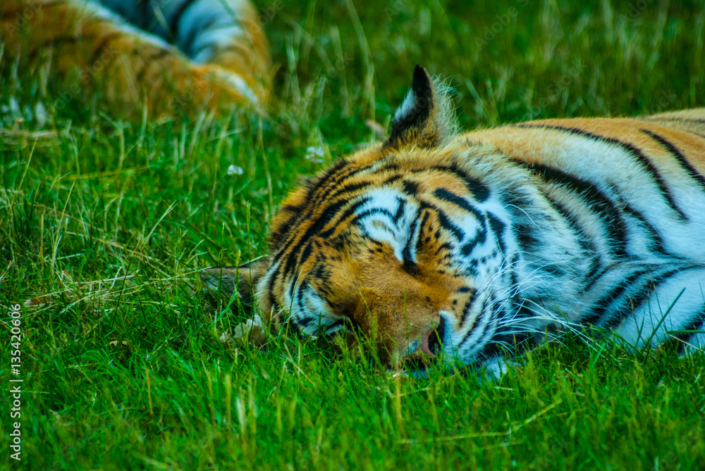 Fototapeta premium animals