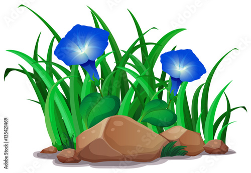 Blue morning glory in the garden