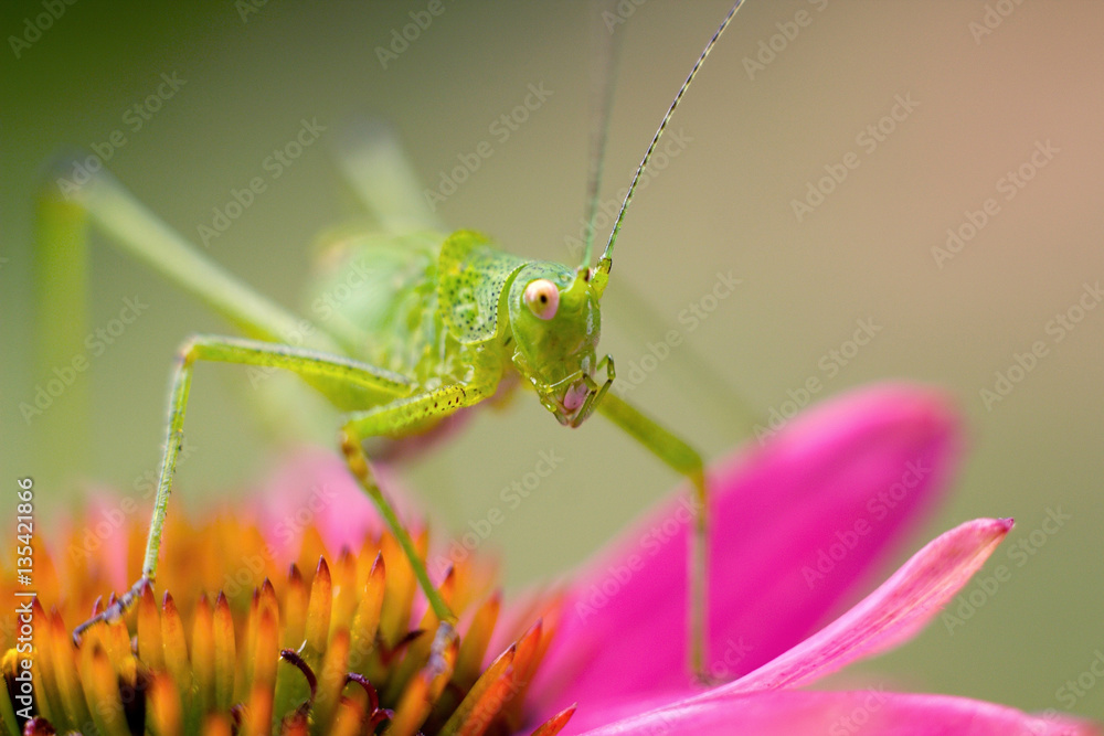 green grasshopper resting on echinacea green grasshopper resting on echinacea