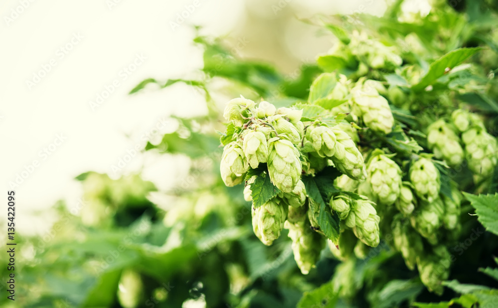 Hop cones, blurred image, selective focus Hop cones, blurred image, selective focus