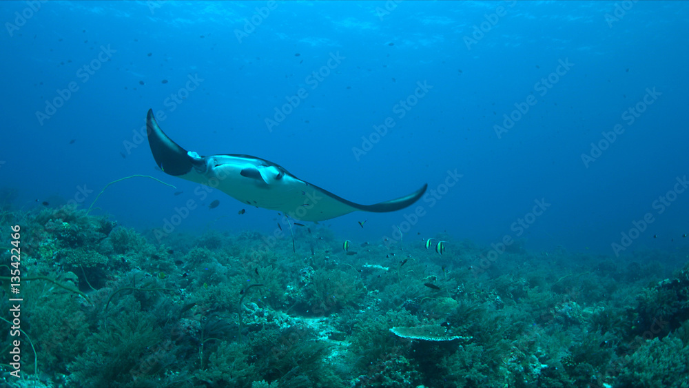 Fototapeta premium Manta ray swims on a coral reef.