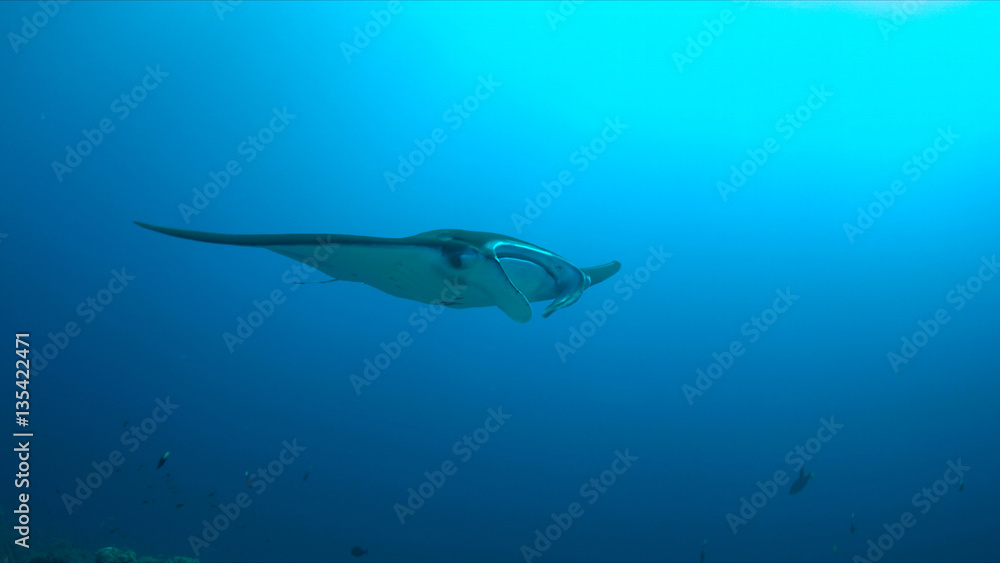 Naklejka premium Manta ray swims on a coral reef.