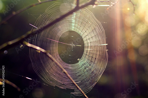 evening sun and the web in the forest