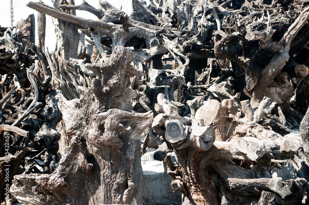 Close up background of gray dried plant roots. Close up background of gray dried plant roots.