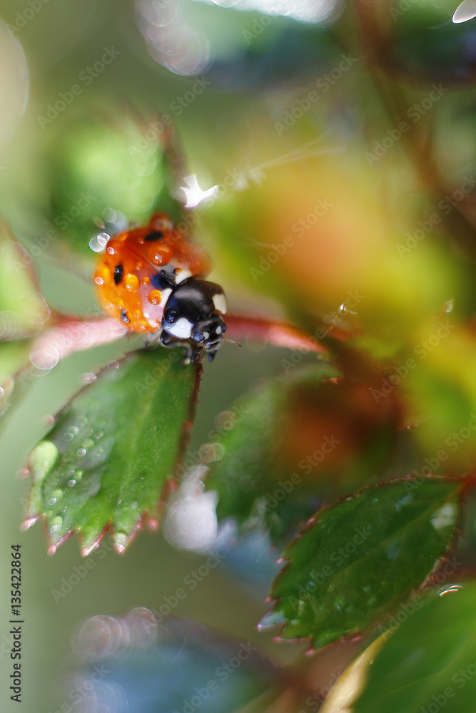Ladybug, Coccinella septempunctata on leaf Ladybug, Coccinella septempunctata on leaf
