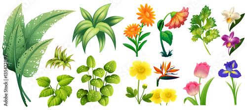 Different types of flowers and leaves