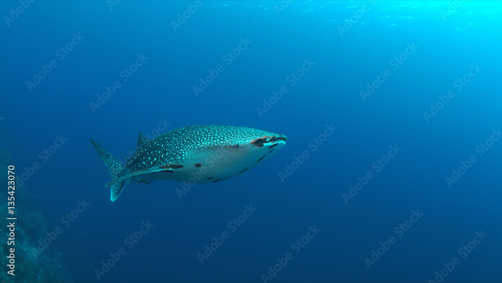 Fototapeta premium Whale shark swims on the edge of a coral reef.