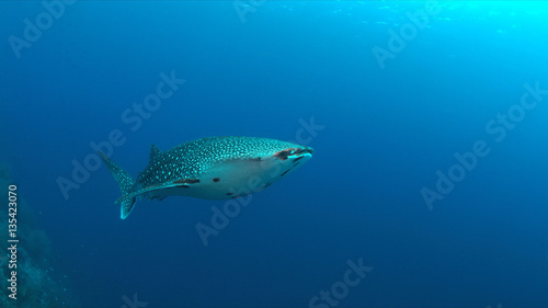 Whale shark swims on the edge of a coral reef.