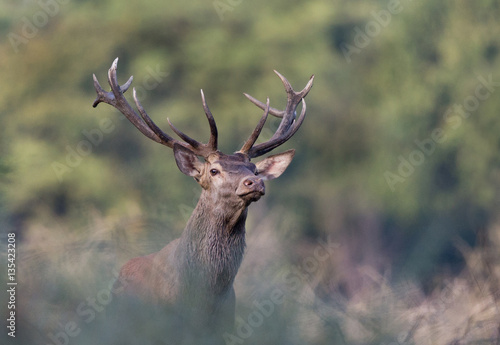 Portrait of red deer