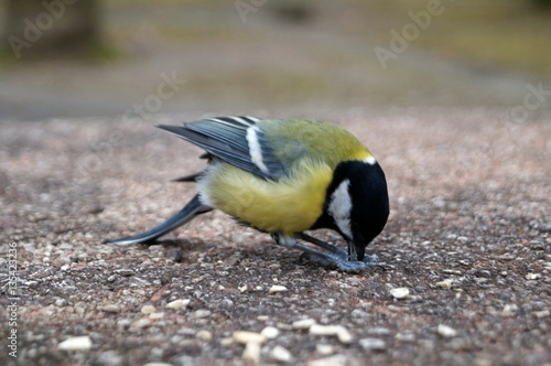 Bird tomtit white yellow and black feathers eating sunflower seeds a cold day in the park on a stone table