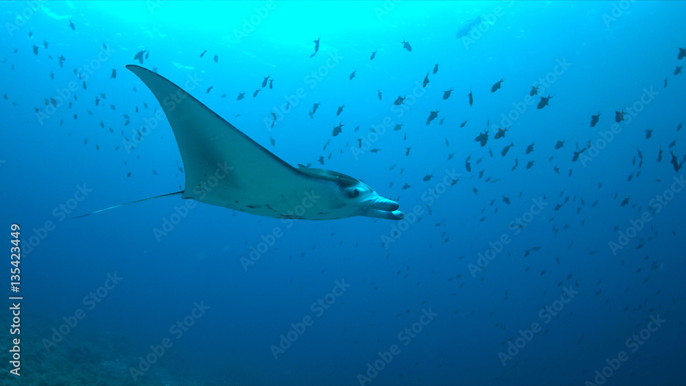 Fototapeta premium Manta ray swims on a coral reef.