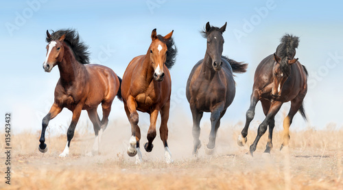 Horse herd run gallop with dust
