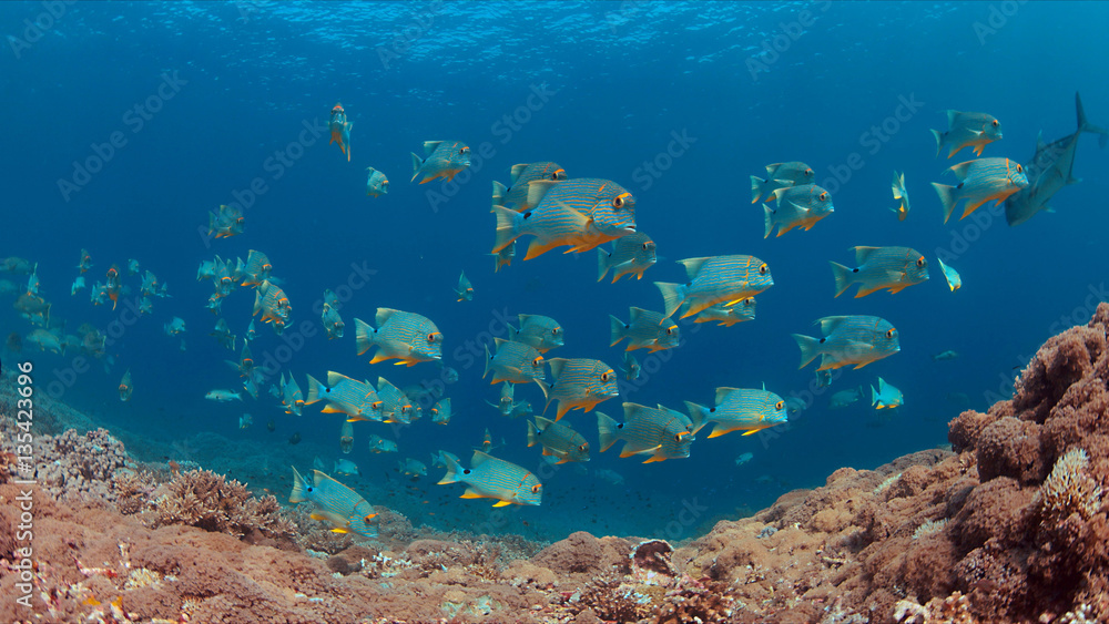 Fototapeta premium Sailfin and Blubberlip Snapper on a colorful coral reef.