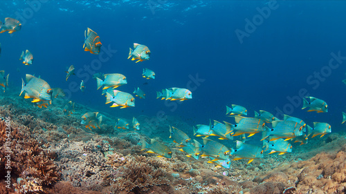Fototapeta Naklejka Na Ścianę i Meble -  Sailfin and Blubberlip Snapper on a colorful coral reef.