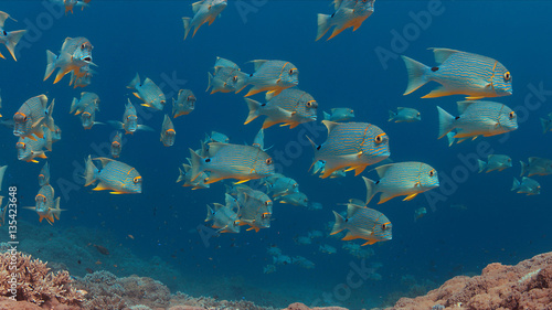 Sailfin and Blubberlip Snapper on a colorful coral reef.