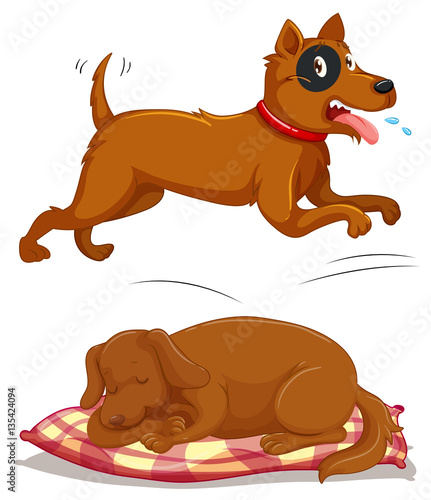 Canvas Print Brown dogs running and slepping