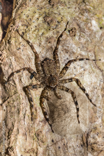 huntsman spider on tree trunk Madagascar wildlife