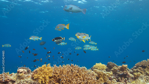 Fototapeta Naklejka Na Ścianę i Meble -  Diagonal banded sweetlips on a colorful coral reef