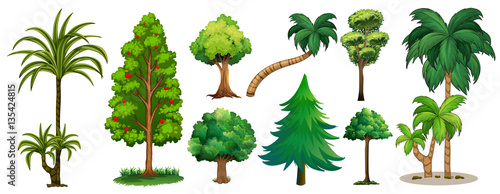 Different types of trees