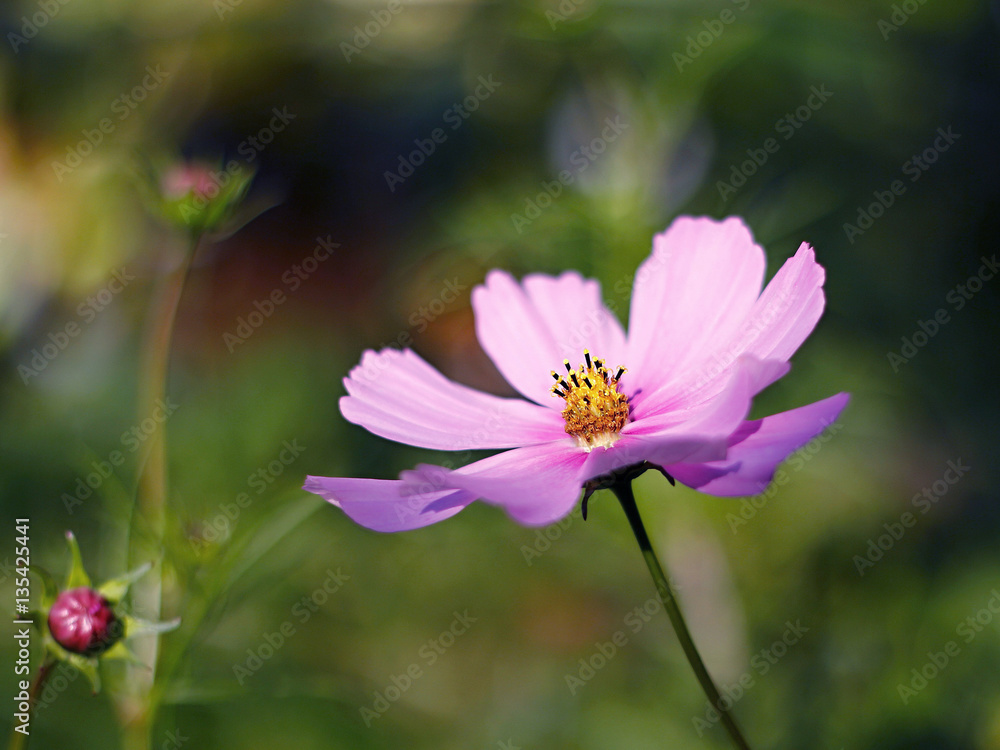 beautiful pink cosmos flower in the meadow beautiful pink cosmos flower in the meadow