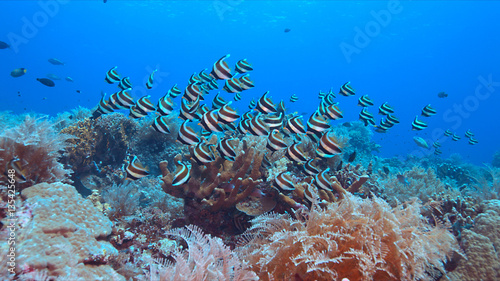 Pennant Bannerfish on a colorful coral reef