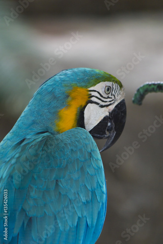 Beautiful color parrot © selezenj