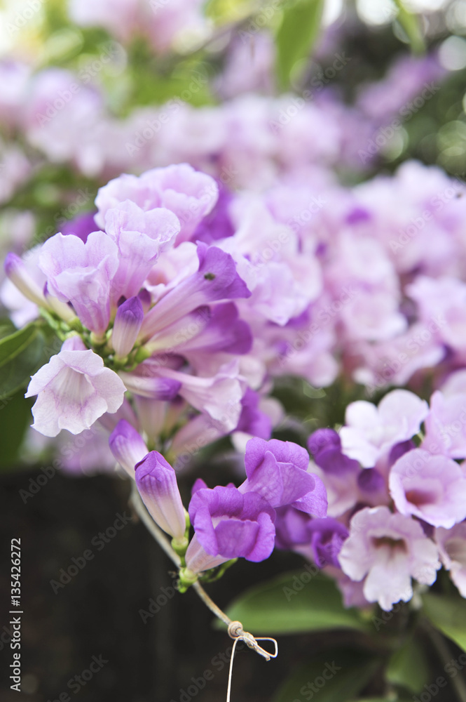 Garlic vine violet flower selective focus point Garlic vine violet flower selective focus point