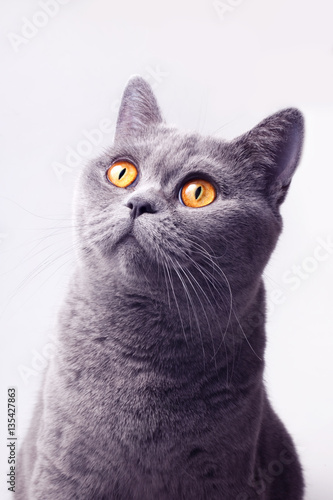 Portrait of gray british shorthair cat