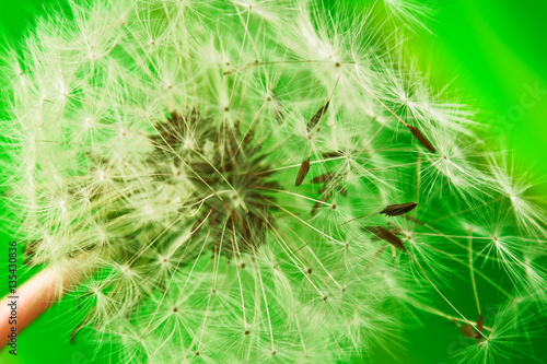 Pusteblume gr  ner Hintergrund - Nahaufnahme