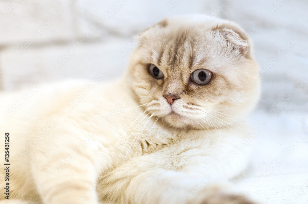 Obraz premium lop-eared cat