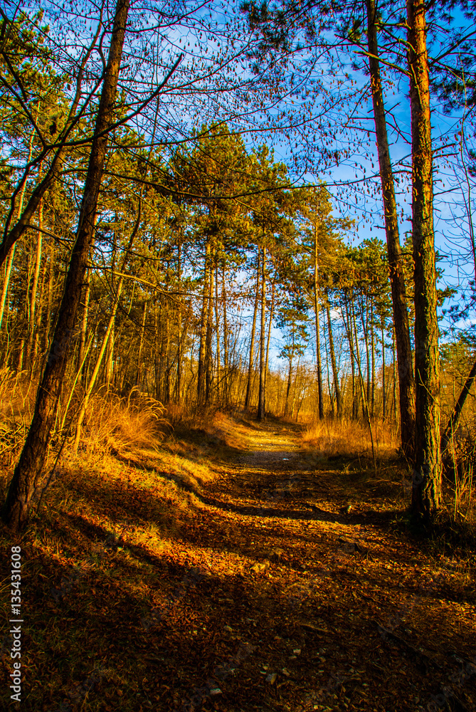 Fototapeta premium tree and colors