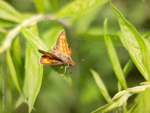 Skipper butterfly sitting on a plant