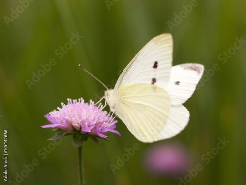 butterfly sitting on a plant