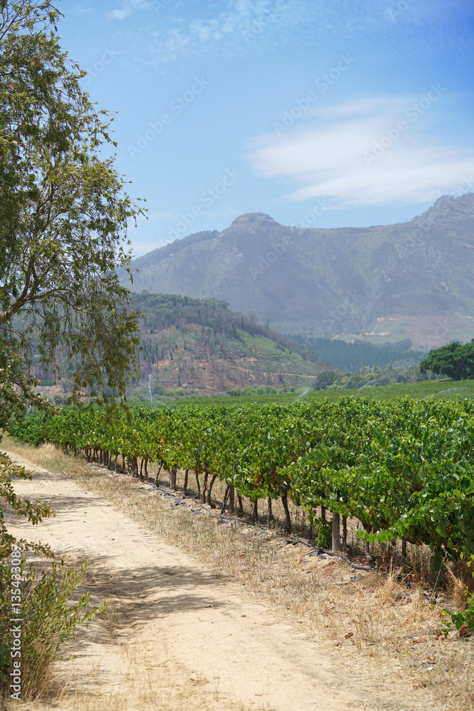 View of Stellenbosch vineyards, South Africa