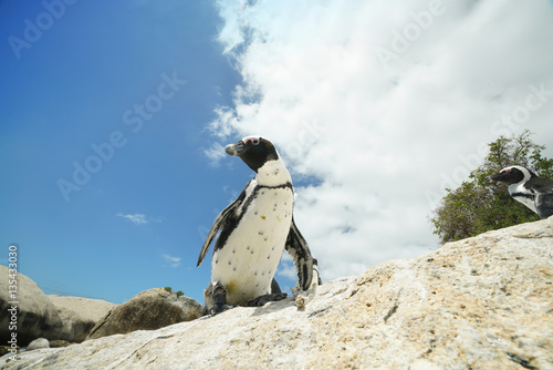 African penguins at Boulders beach