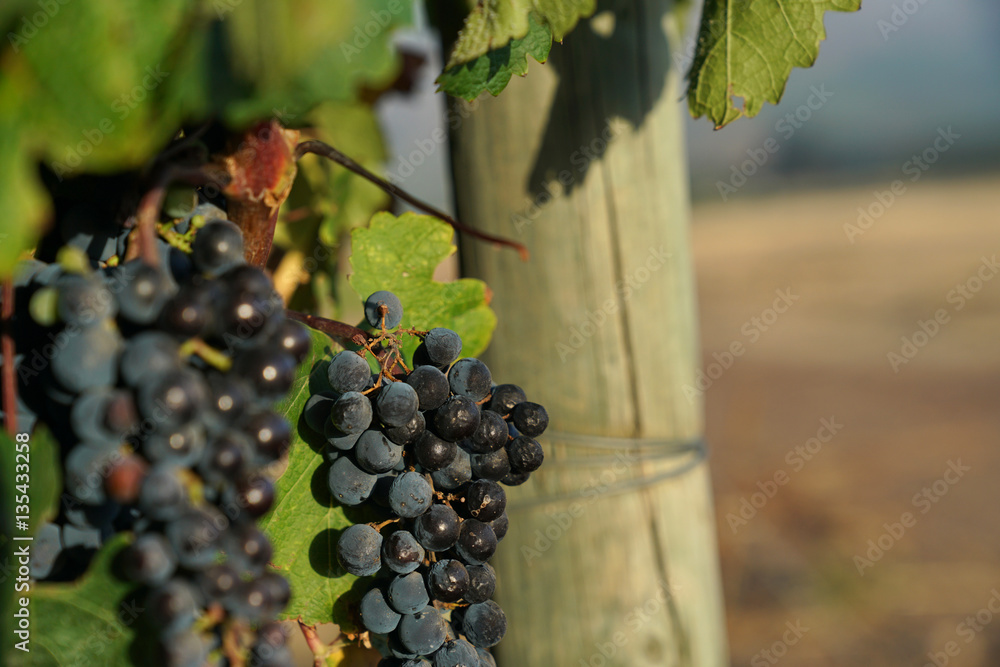 Closeup of red grapes, Stellenbosch vineyard